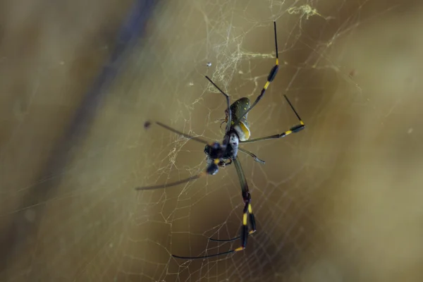Aranha orbe dourado — Fotografia de Stock