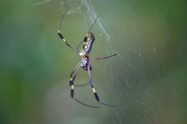 황금 천체 거미 — 스톡 사진