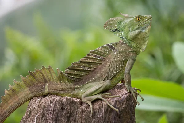 Celý iguana v teráriu — Stock fotografie