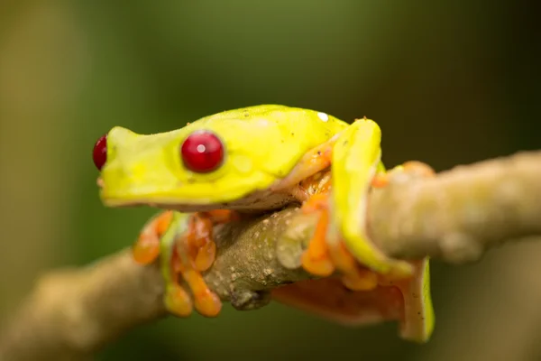 Червоні очі деревна жаба Стокове Зображення