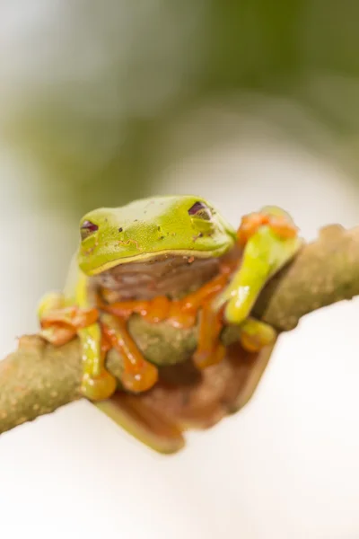 Червоні очі деревна жаба Ліцензійні Стокові Зображення