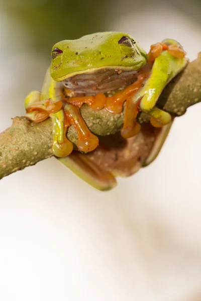 Червоні очі деревна жаба Стокове Фото