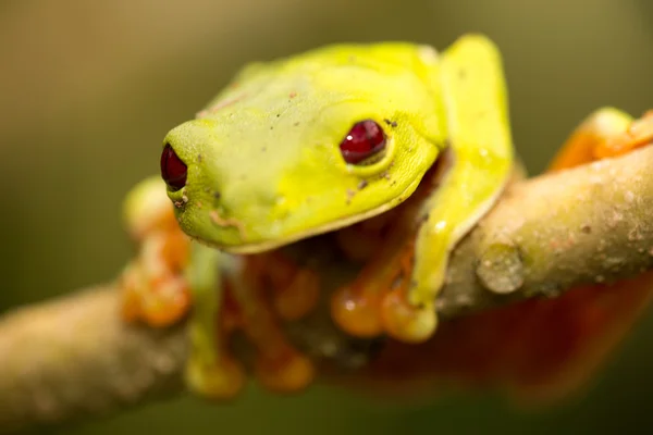 Червоні очі деревна жаба Ліцензійні Стокові Фото