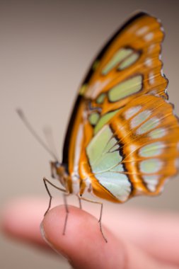 kanat kelebek veya greta bir parmağına oto