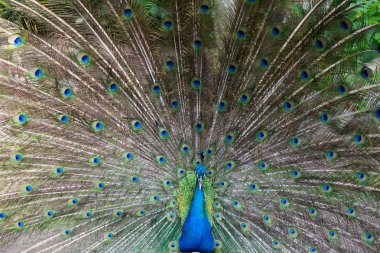 Preening peacock clipart