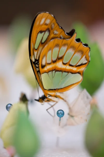 Farfalla ala chiara o Greta oto — Foto Stock