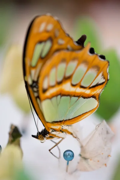 Egyértelmű szárnyú pillangó vagy Greta oto — Stock Fotó