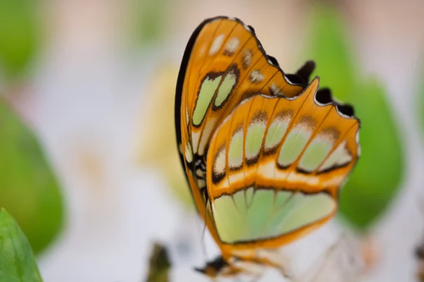 Egyértelmű szárnyú pillangó vagy Greta oto — Stock Fotó