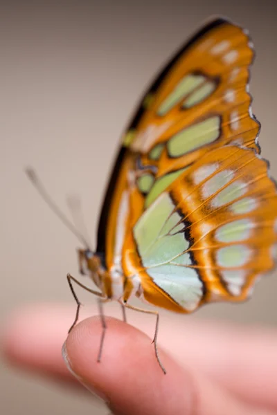 Klare Flügel Schmetterling oder Greta oto auf einem Finger — Stockfoto