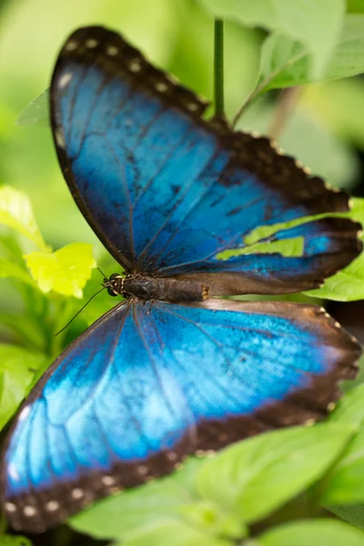 Μπλε morpho πεταλούδα σε τροπικά φύλλο — Φωτογραφία Αρχείου