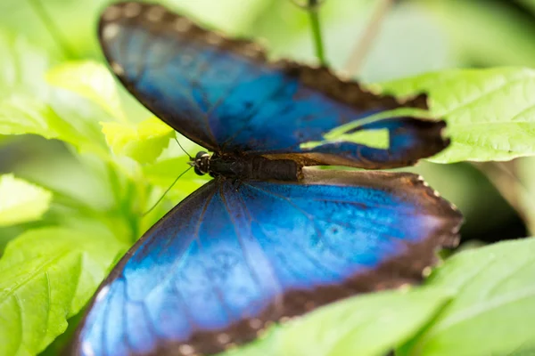 Голубая морфо-бабочка на тропическом листе — стоковое фото