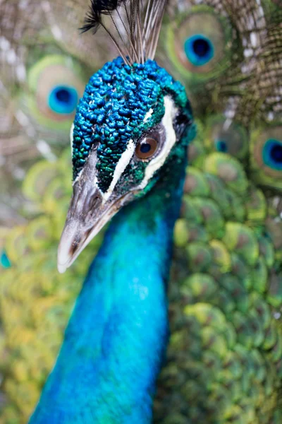 Närbild pf putsar peacock — Stockfoto