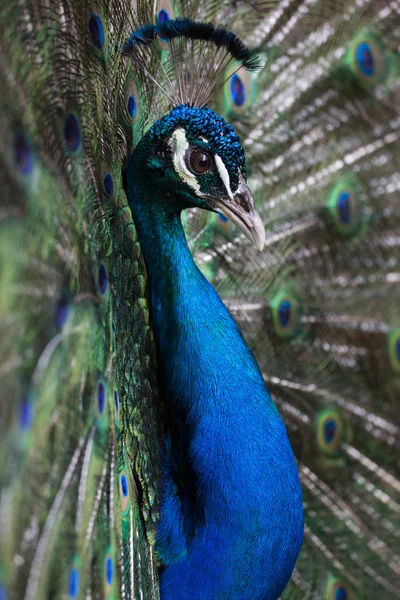 Putsar peacock — Stockfoto