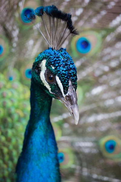 Närbild pf putsar peacock — Stockfoto