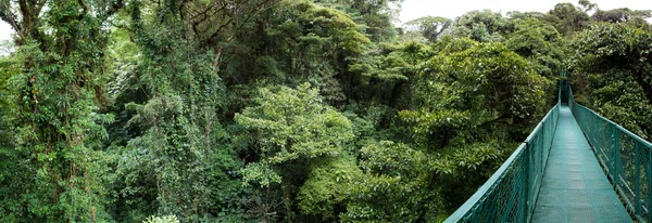 Bosque nuboso en costa rica —  Fotos de Stock