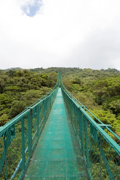 Хмарний ліс на острові Коста - Рика. — стокове фото