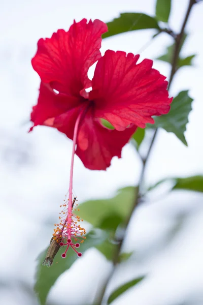 Red tropical flower — Stock Photo, Image