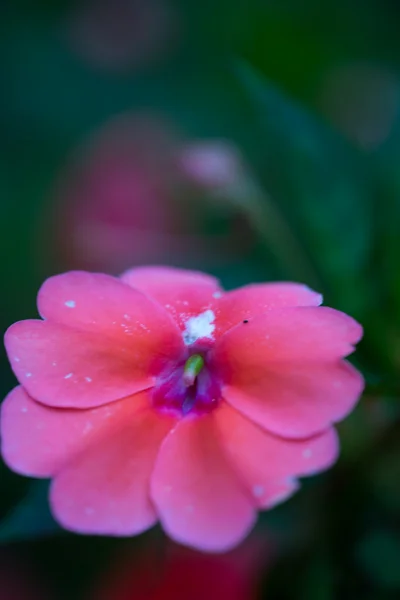 Tropical Flower — Stock Photo, Image