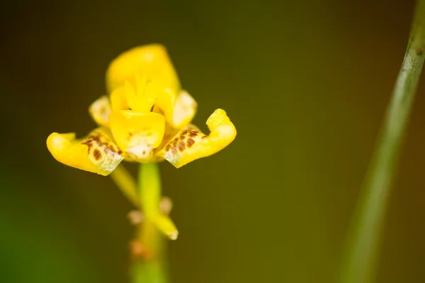 stock image Tropical Flower