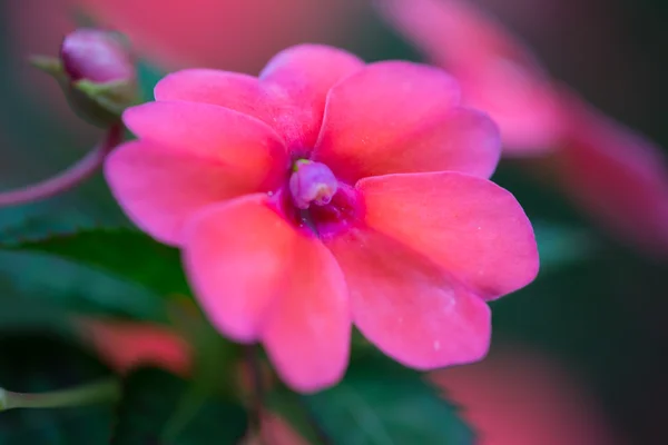 Tropický květ — Stock fotografie