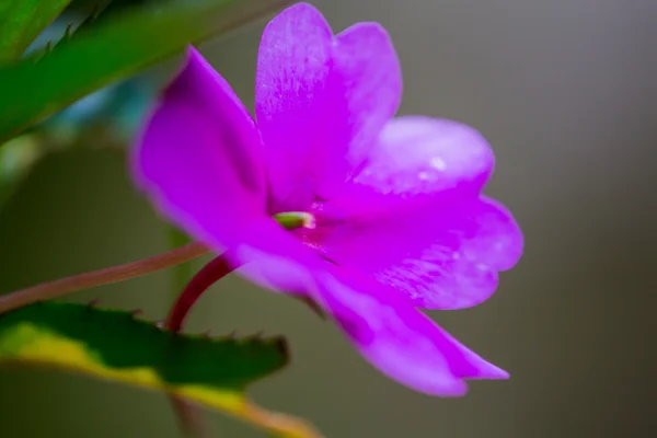 Tropical Flower — Stock Photo, Image