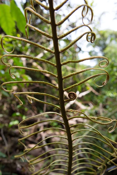 Tropický prales v Kostarice — Stock fotografie