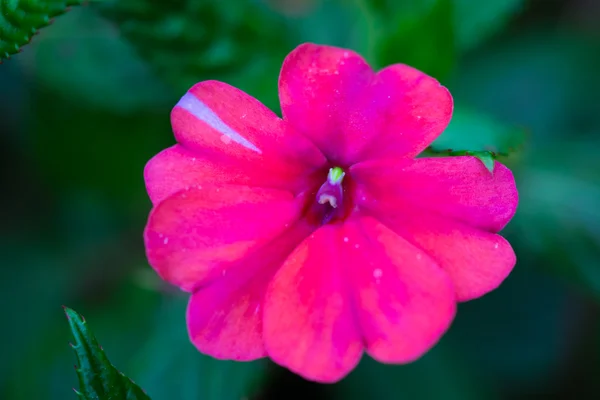 Тропические цветы — стоковое фото