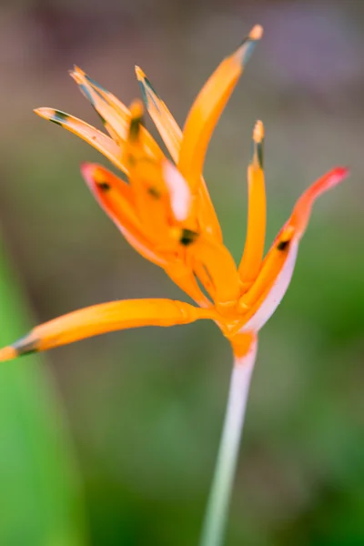 stock image Tropical Flower