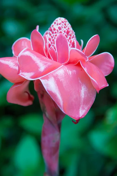 Flor tropical — Foto de Stock