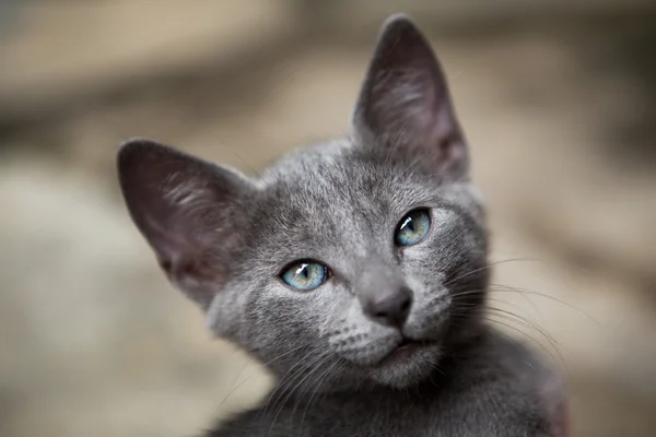 stock image Cute little kitten