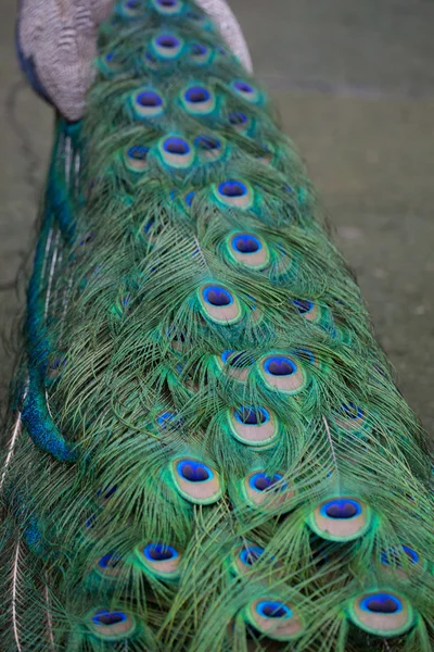 Preening peacock — Stock Photo, Image