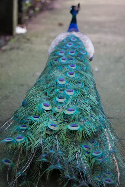 Preening pavo real — Foto de Stock