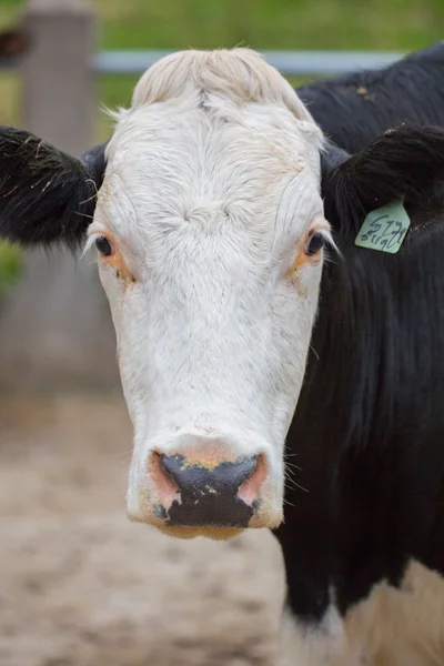 Granja de vacas —  Fotos de Stock