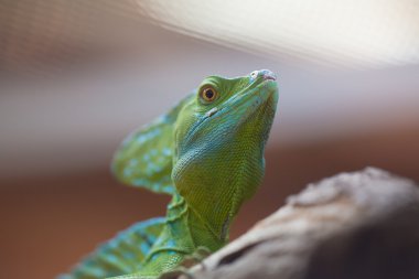 Tüm iguana terrarium içinde