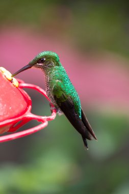 Hummingbird in Costa Rica clipart