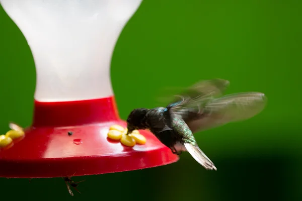 Kolibřík v Kostarice — Stock fotografie