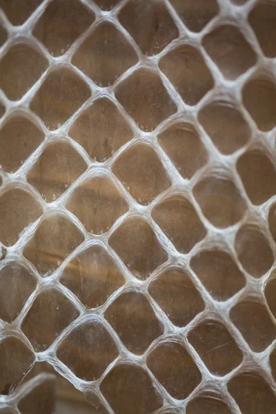 Snakeskin — Stock Photo, Image