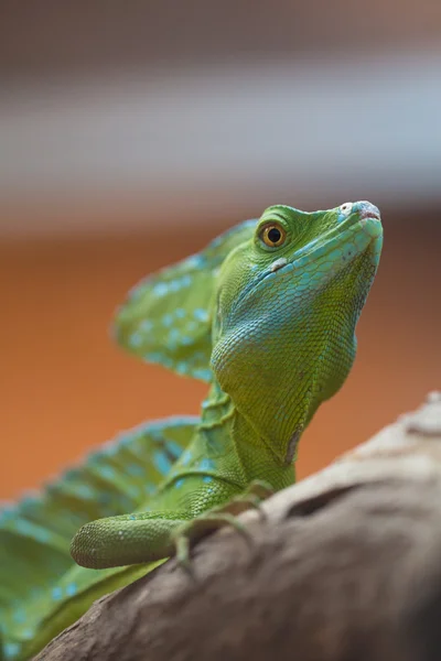 Celý iguana v teráriu — Stock fotografie
