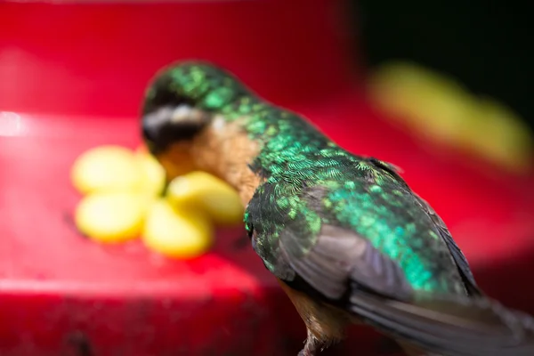 哥斯达黎加的蜂鸟 — 图库照片