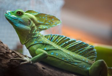 Entire Iguana in terrarium clipart