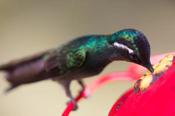Kolibri in Costa Rica — Stockfoto