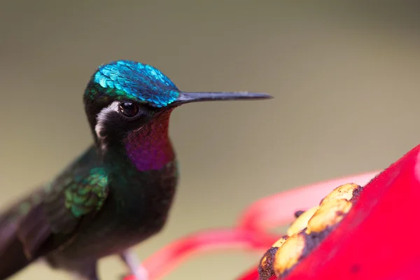 哥斯达黎加的蜂鸟 — 图库照片