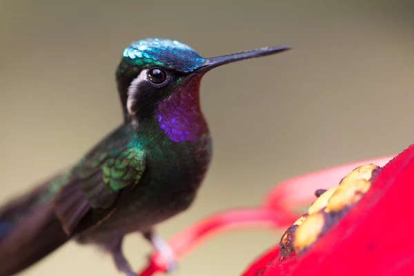 Kolibrie in Costa Rica — Stockfoto