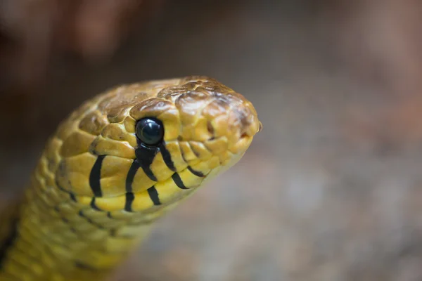 Hadí hlava — Stock fotografie