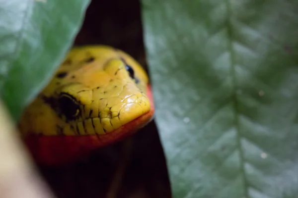 黄色毒蛇 — 图库照片