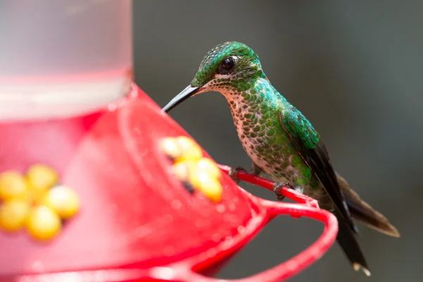stock image Hummingbird in Costa Rica