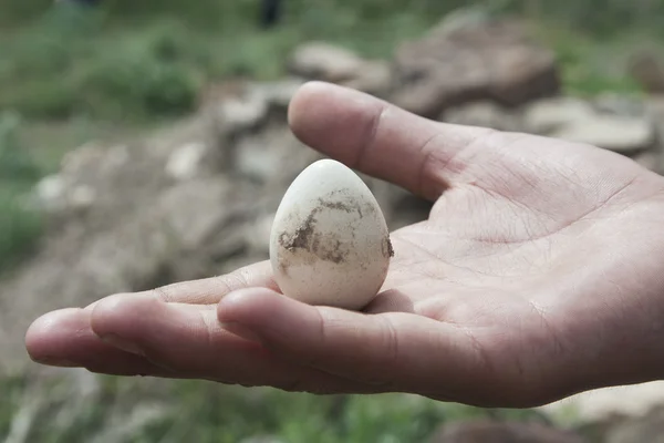 Рука з яйцем — стокове фото