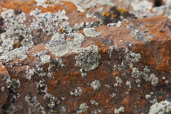 Moss on a stone — Stock Photo, Image