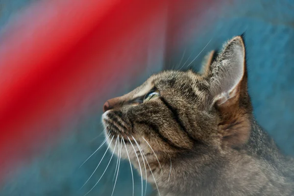 Portrait d'un chat — Photo