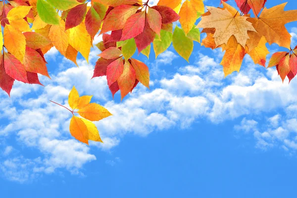 Feuilles d'automne contre le ciel — Photo